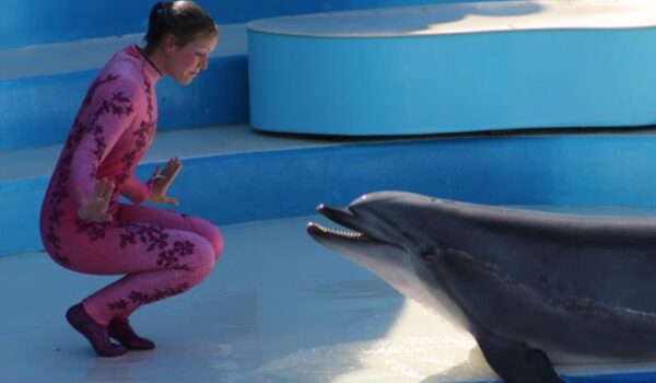 Sea World Dolphin Show Disappoints