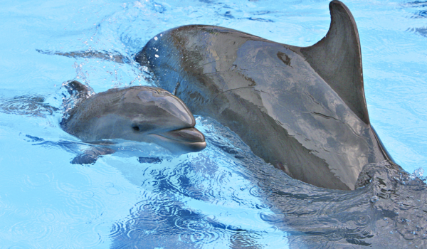 Dolphins rescued by kidnapping dolphin calf
