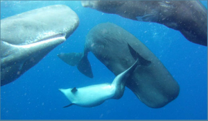 A dolphin looks tiny in comparison to its sperm whale companions (Credit: Alexander D. M. Wilson/Aquatic Mammals )
