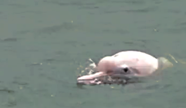 Hong Kong’s Pink Dolphins Disappearing